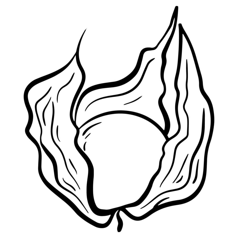 Physalis Illustration, Ground cherry sketch, hand drawn doodle physalis vector
