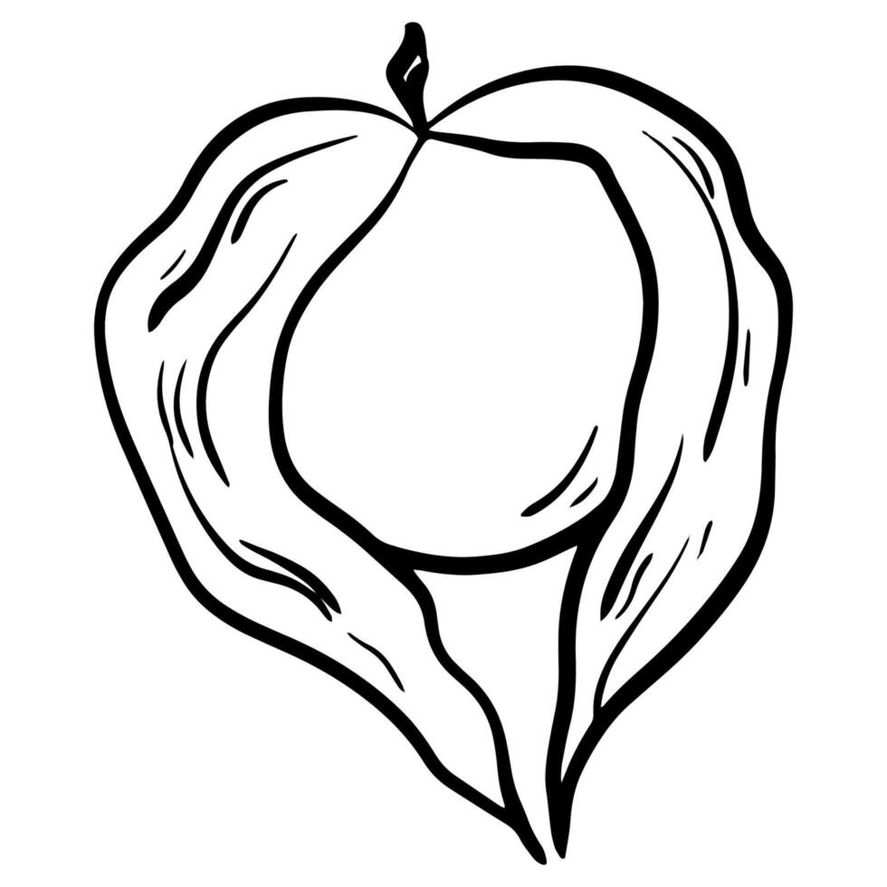 Ground cherry Illustration, Physalis sketch, hand drawn doodle physalis vector