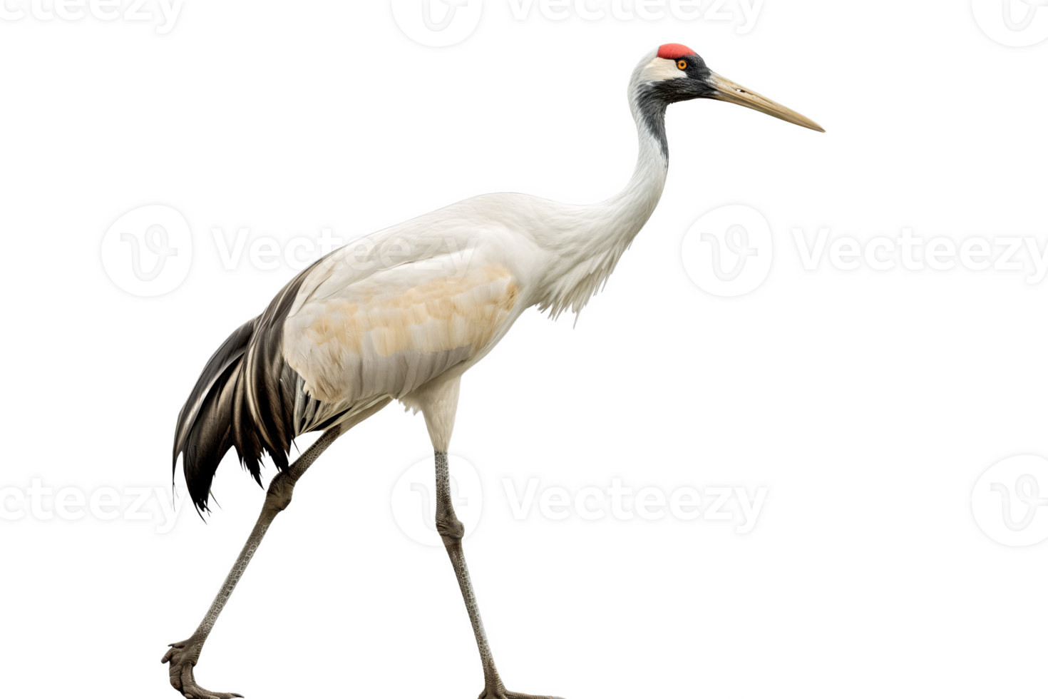 A white crane with long legs and a red beak png