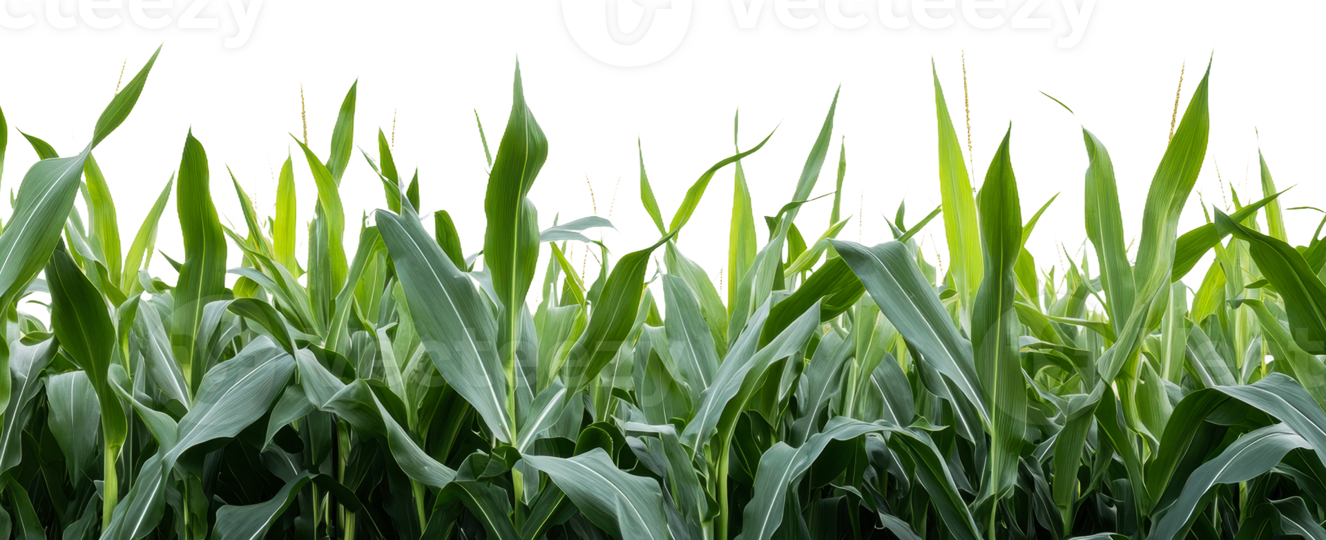 Green cornfield under clear sky isolated on transparent background png