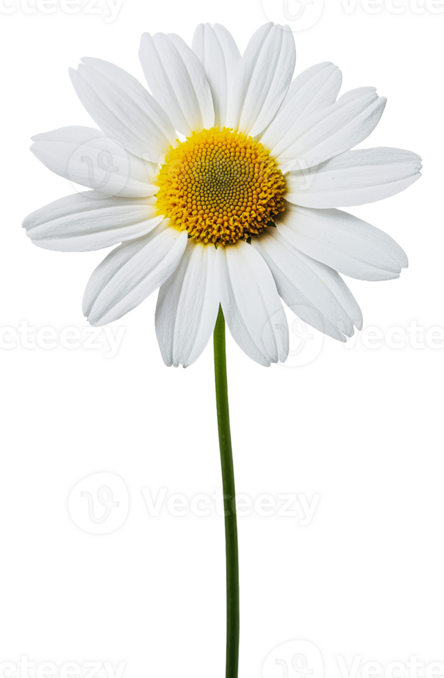 White daisy with yellow center on green stem isolated on transparent background png