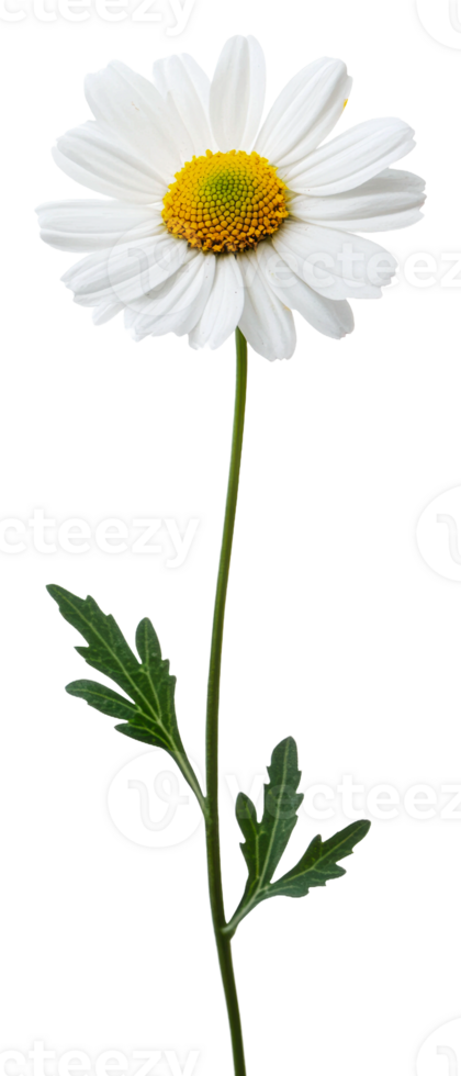 White daisy blooms with green leaves isolated on transparent background png