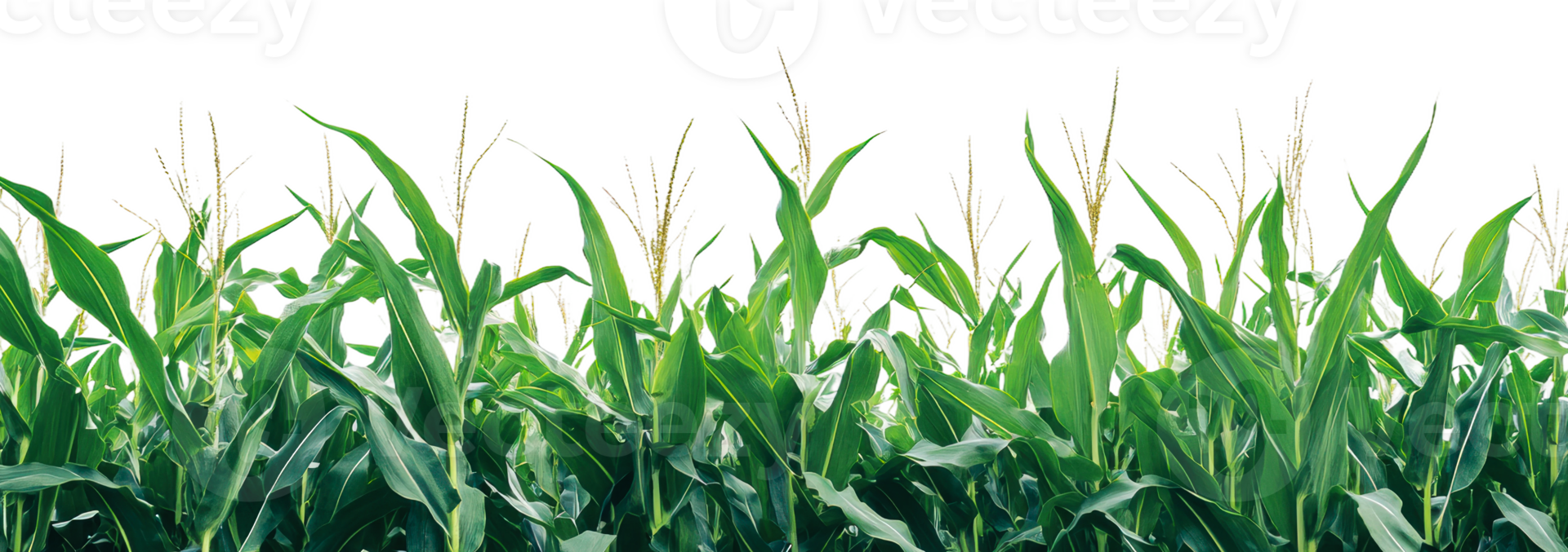 Green cornfield under bright sky during summer isolated on transparent background png