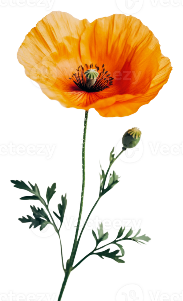 Orange poppy with green leaves and buds isolated on transparent background png