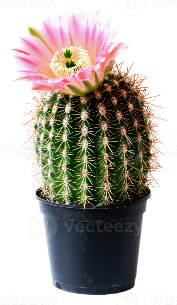 Bright pink flower blooms on a green potted cactus isolated on transparent background png