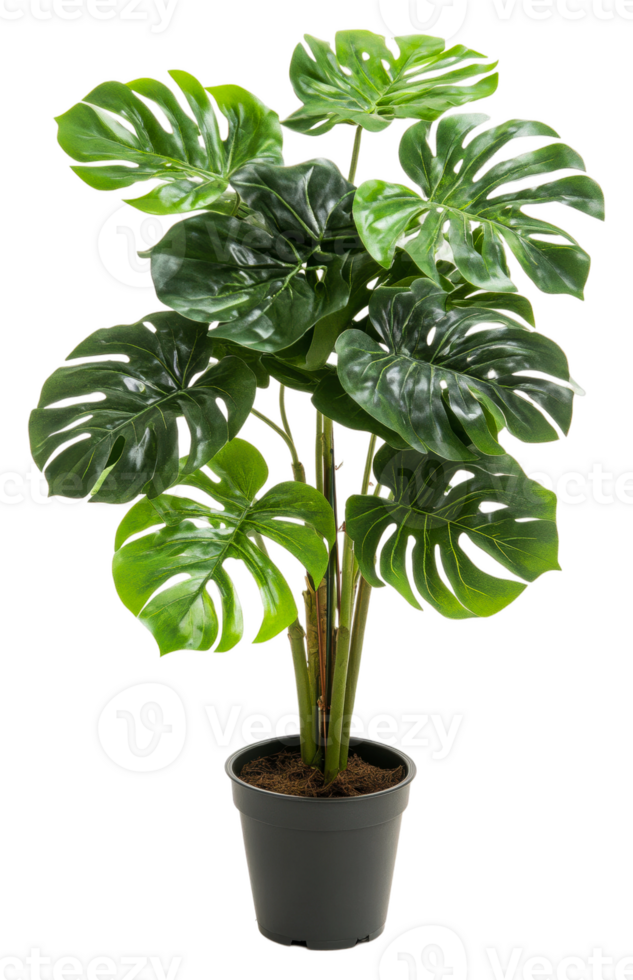 Lush indoor plant with large green leaves in pot isolated on transparent background png