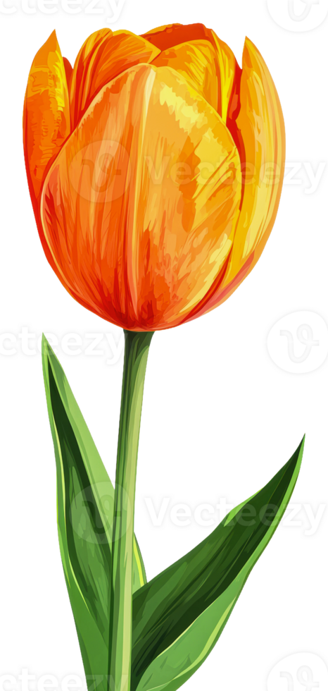 Bright orange tulip with green leaves on display isolated on transparent background png