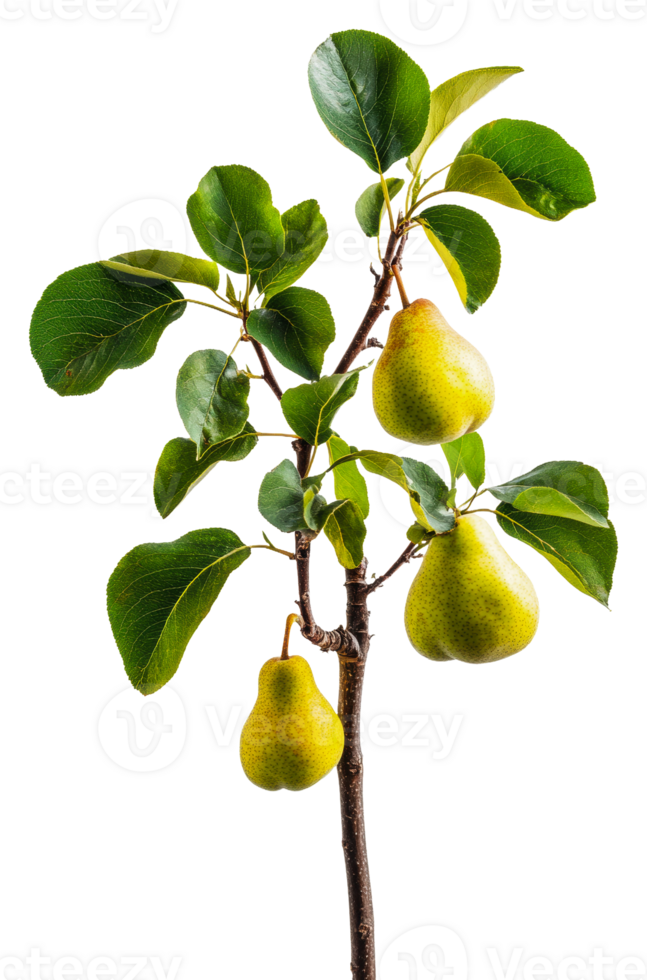 Fresh pears growing on a green branch in sunlight isolated on transparent background png
