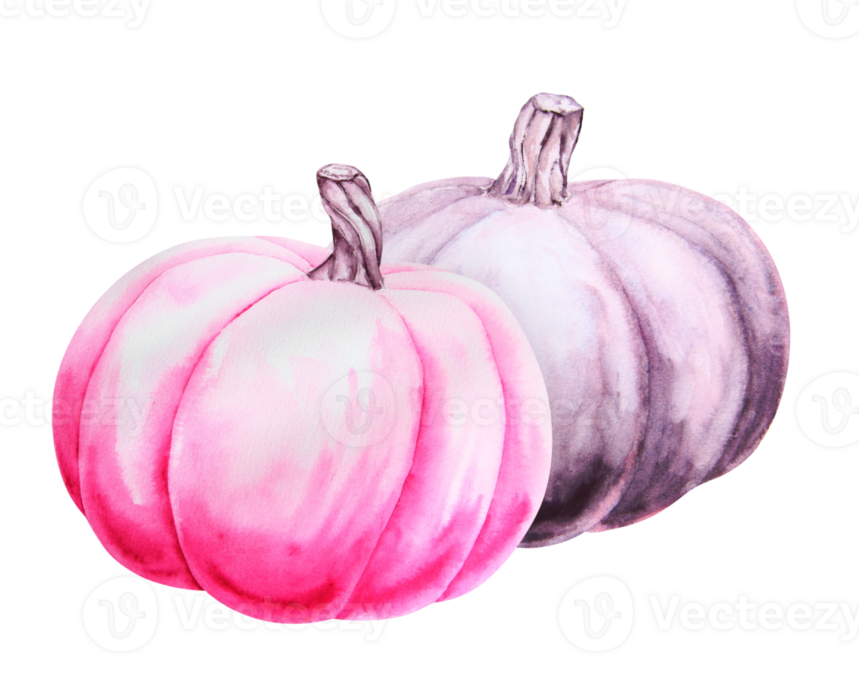 Black and pink pumpkins. Harvest illustration. Cut out isolated autumn vegetable clipart. Botanical realistic hand drawn watercolor painting. Halloween design element. Suitable for invitations, prints png