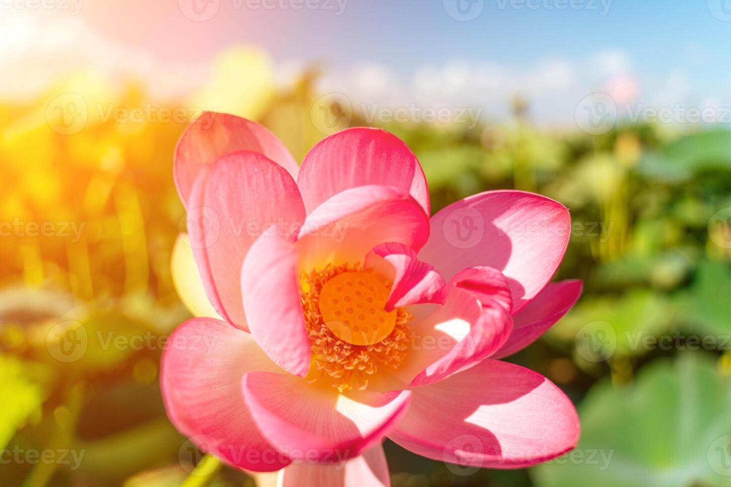 A pink lotus flower sways in the wind. Against the background of their green leaves. Lotus field on the lake in natural environment. photo