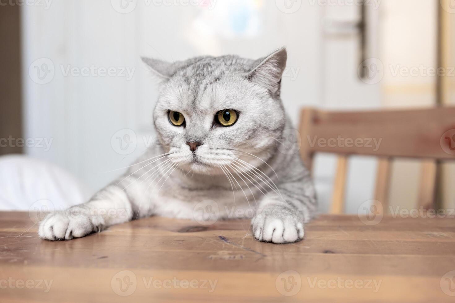 Cat Table Sitting Curious Expression Indoor photo