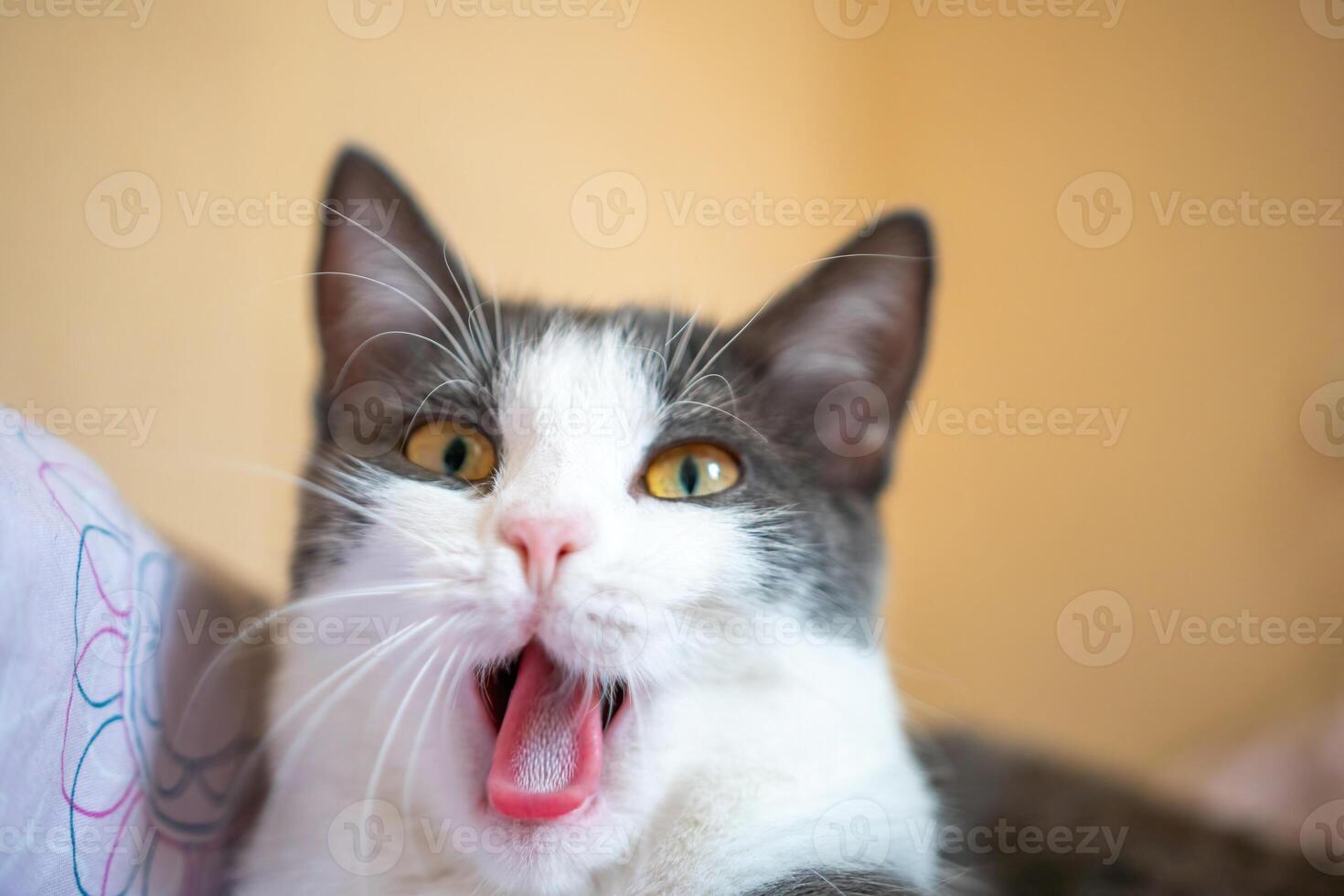 Cat Yawning Bed Close-up Portrait of a white and gray cat yawning while lying on a bed. photo