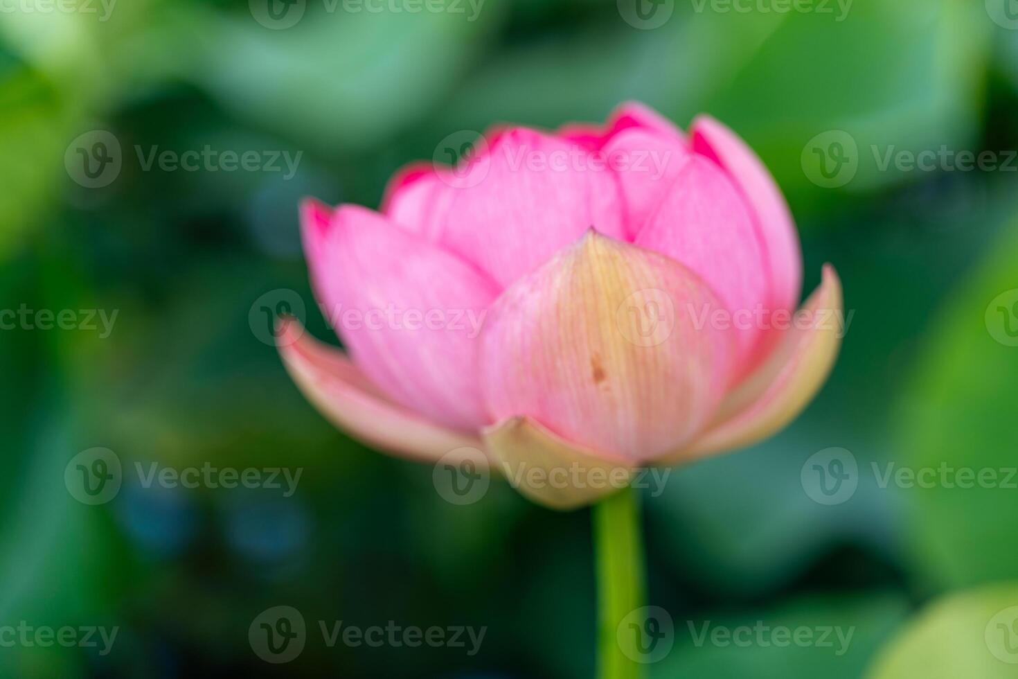 A pink lotus flower sways in the wind, Nelumbo nucifera. Against the background of their green leaves. Lotus field on the lake in natural environment. photo