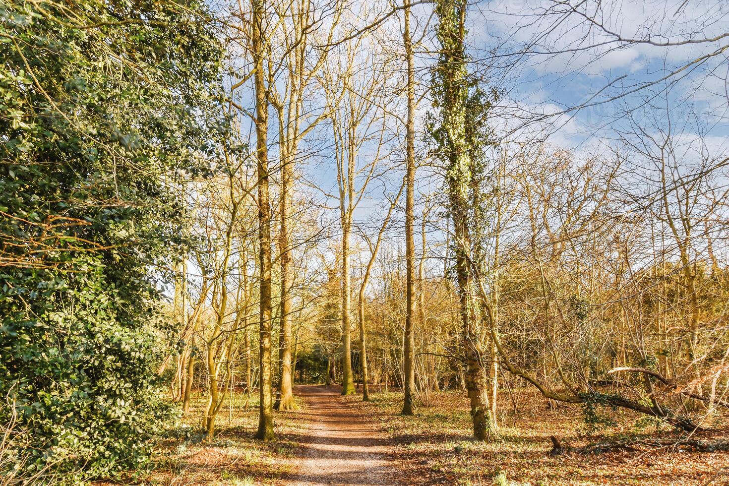 A path in the woods photo