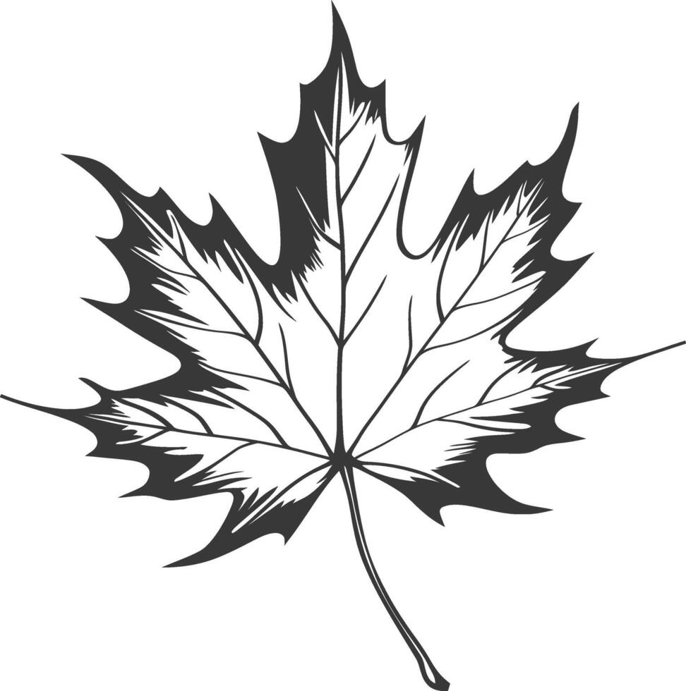 A black and white drawing of a maple leaf vector