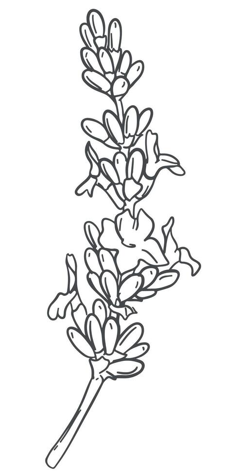 Lavender flower. hand drawing in engraving technique. Wildflower illustration for background, texture, wrapper pattern, frame or border. vector