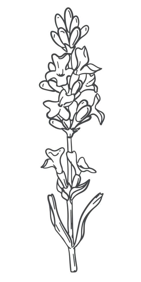 Lavender flower. hand drawing in engraving technique. Wildflower illustration for background, texture, wrapper pattern, frame or border. vector