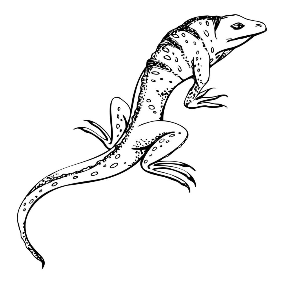 Wildlife iguana lizard reptile gecko salamander animal pet. Desert tropical island area. Hand drawn ink isolated illustration, single element for travel, vacation, zoo terrarium shop brochure vector