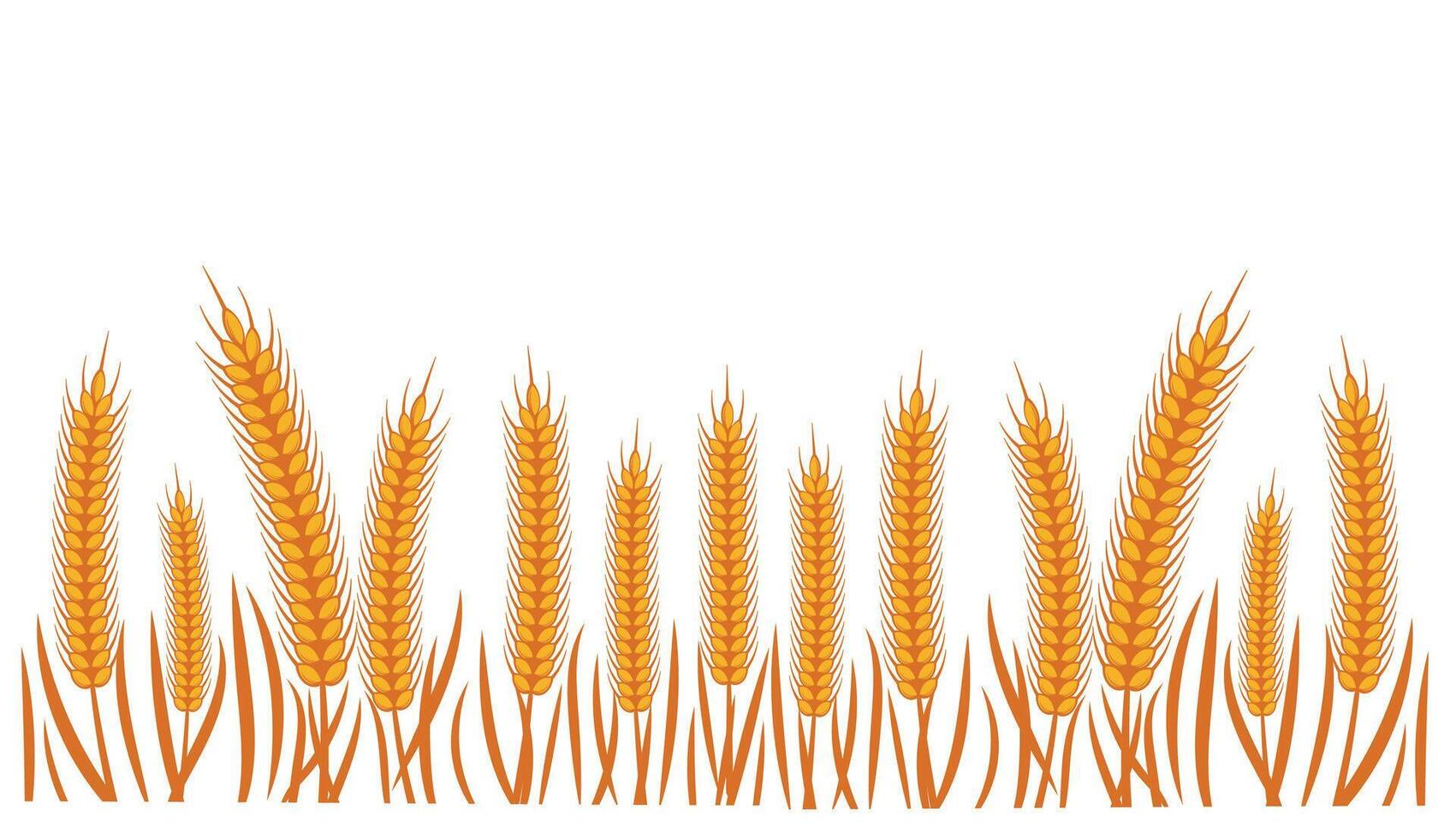 wheat template isolated on white background vector