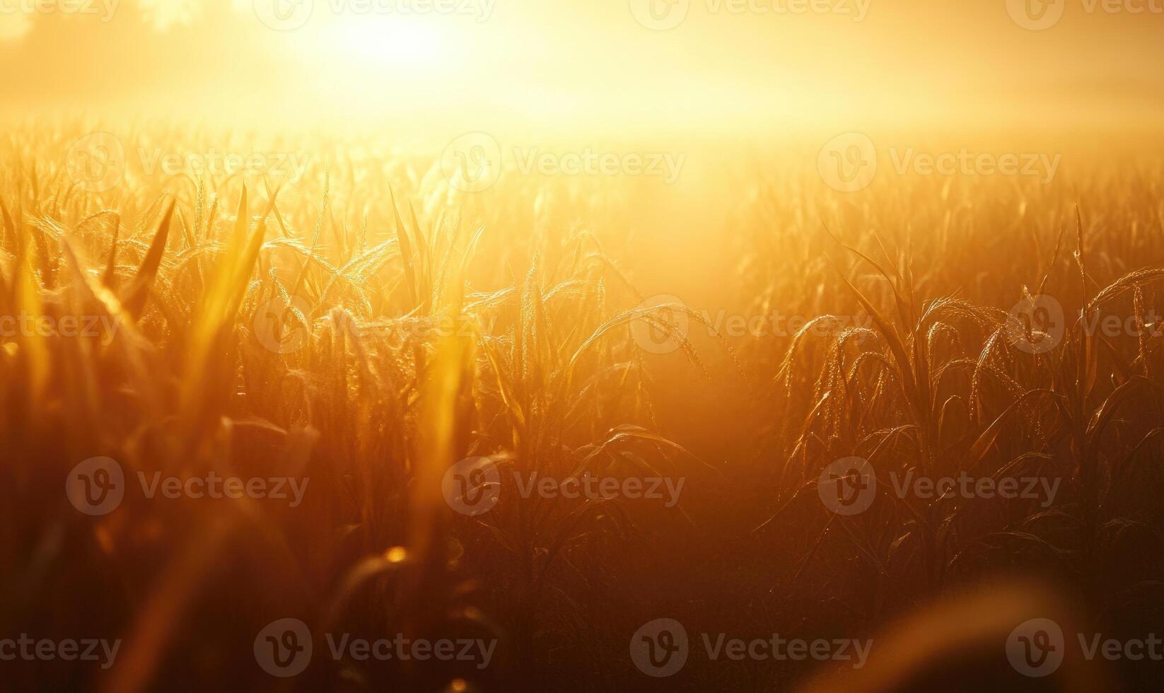 Cornfield at dusk, soft light, golden hues photo