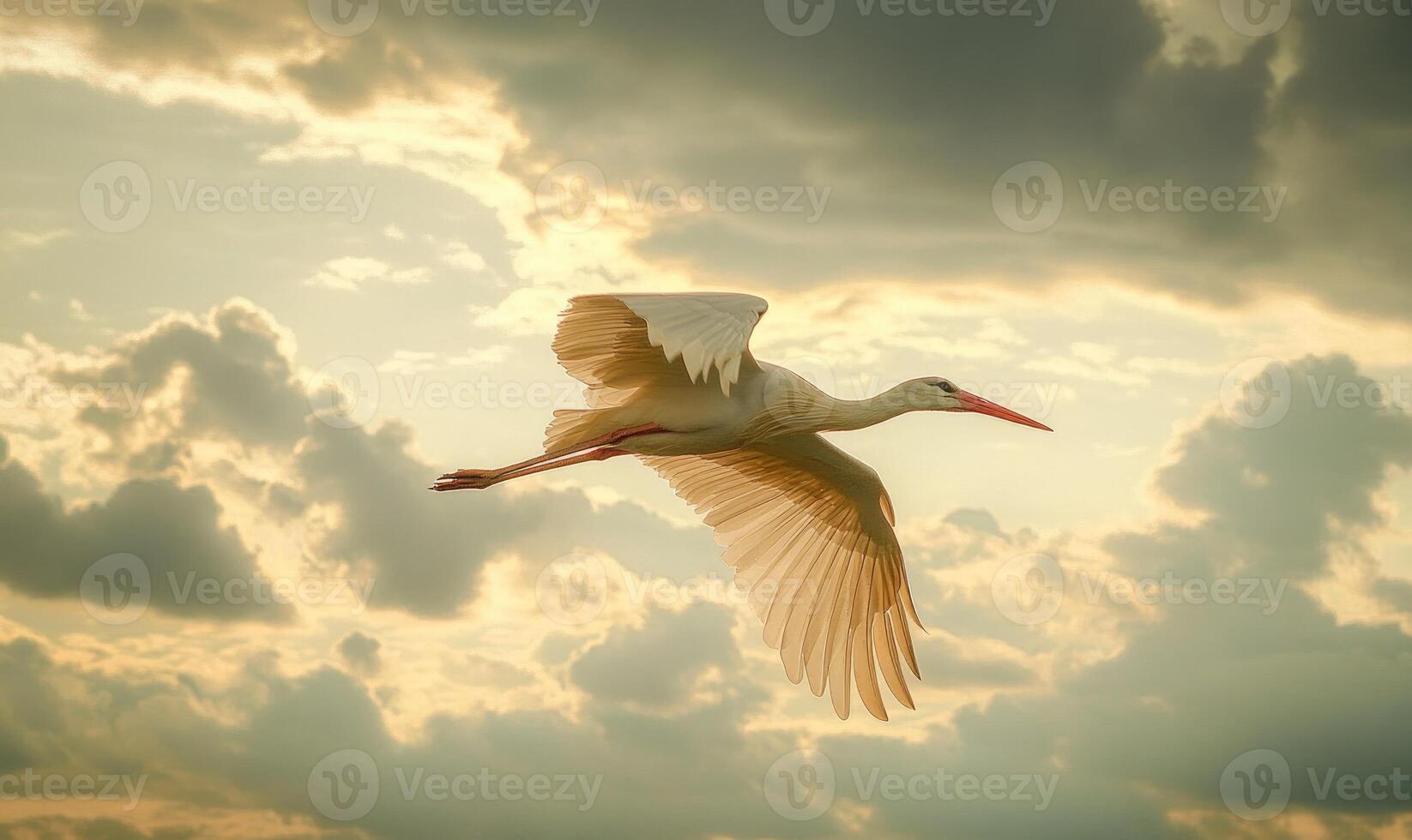 A stork flying gracefully, soft light shining on its wings photo