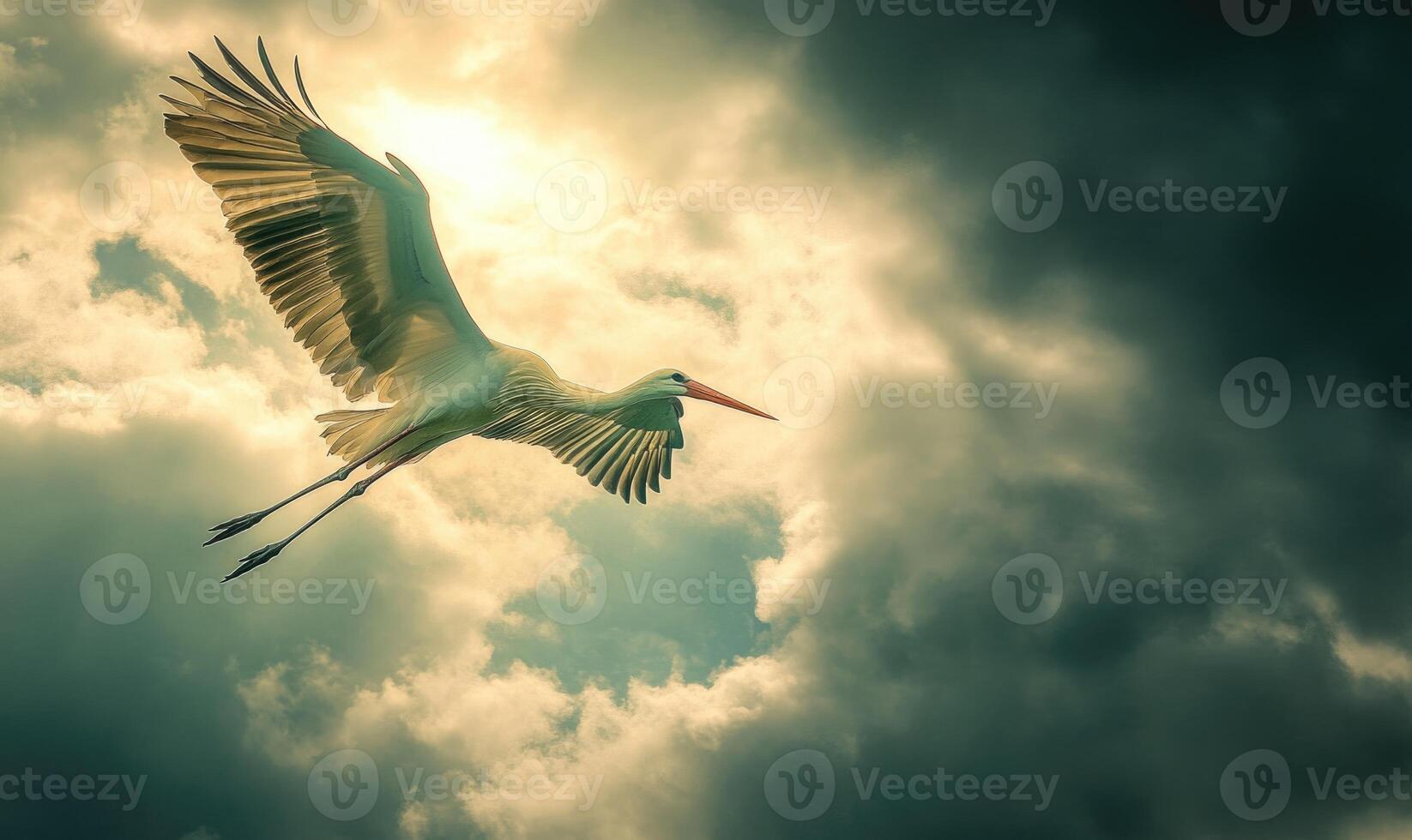 A stork flying gracefully, soft light shining on its wings photo