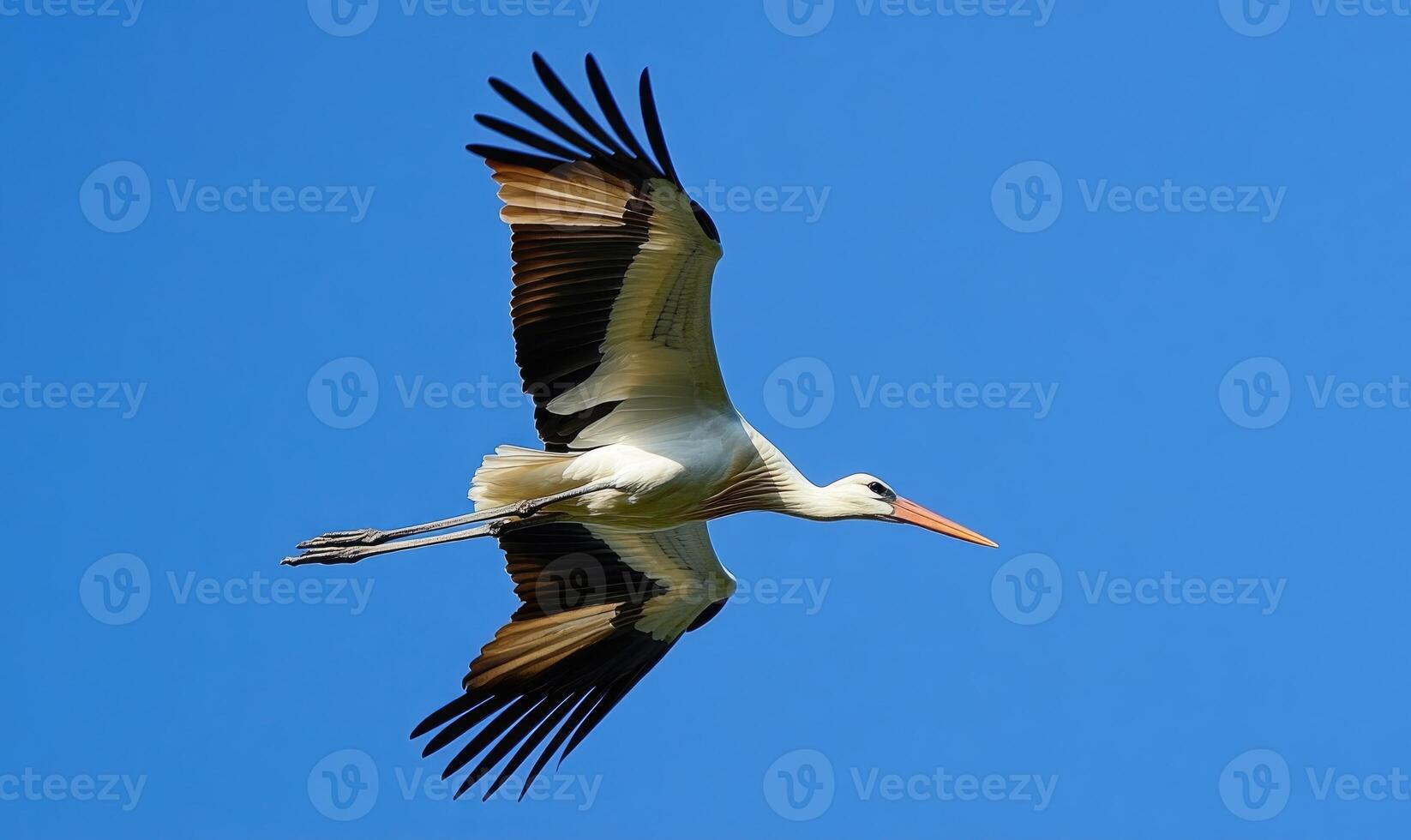 A lone stork gliding peacefully, sunlight streaming through the clouds photo