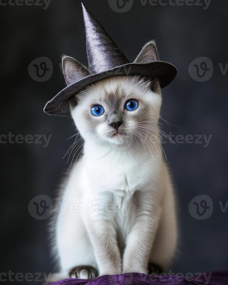 A white and grey cat, bright blue eyes, wearing a small pointed witch hat photo