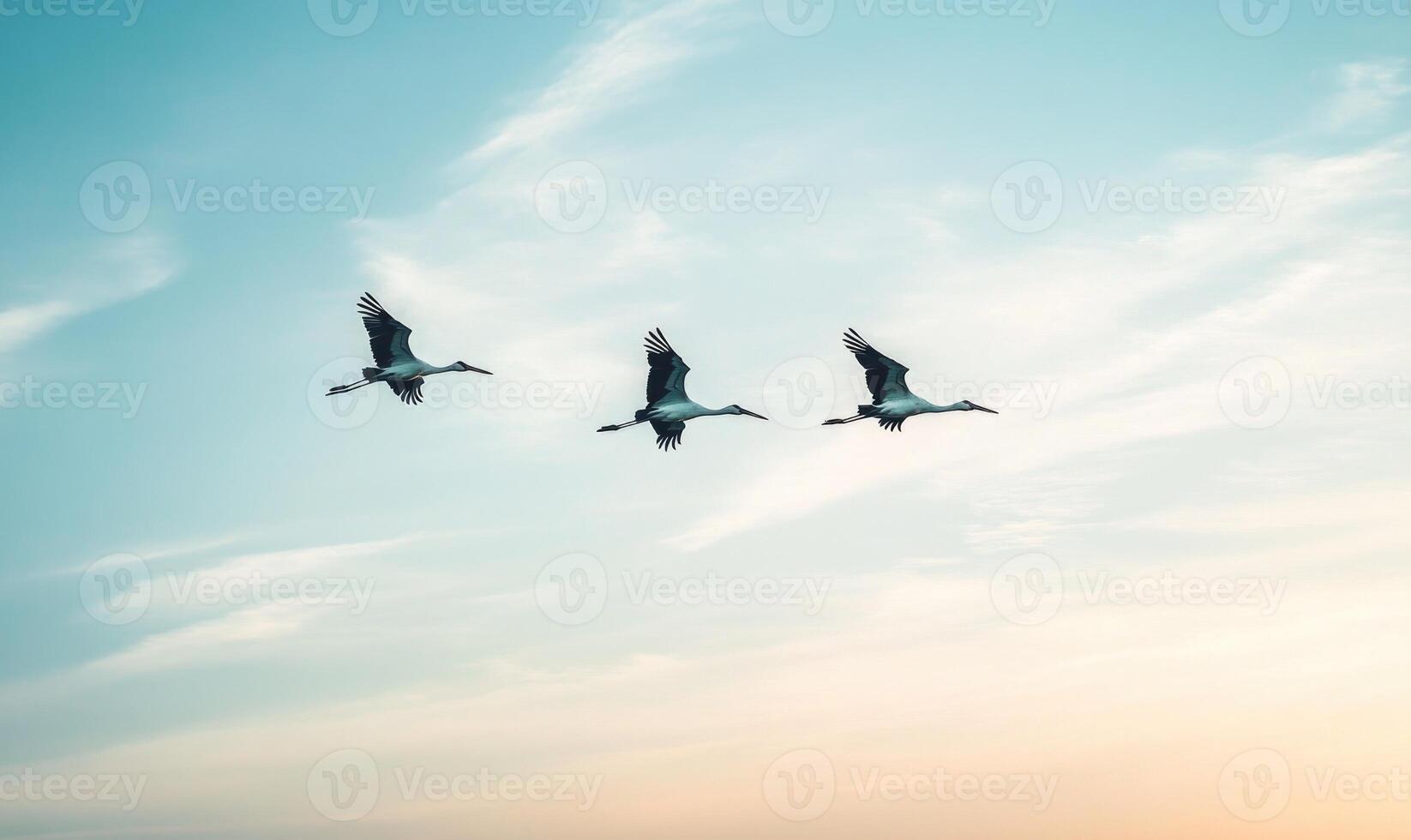 Storks flying across the sky photo
