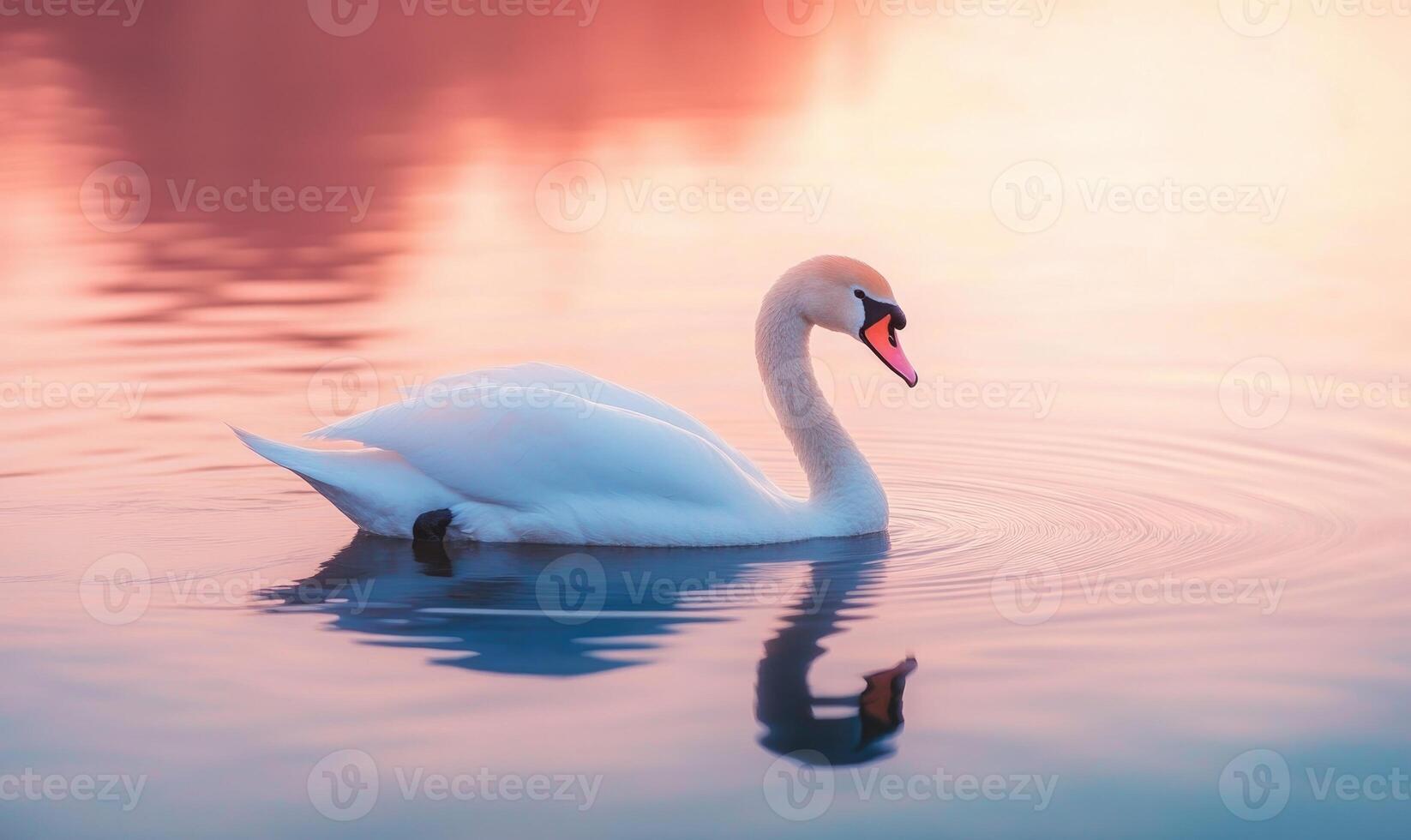 White swan drifting on still water, soft reflections and gentle ripples photo
