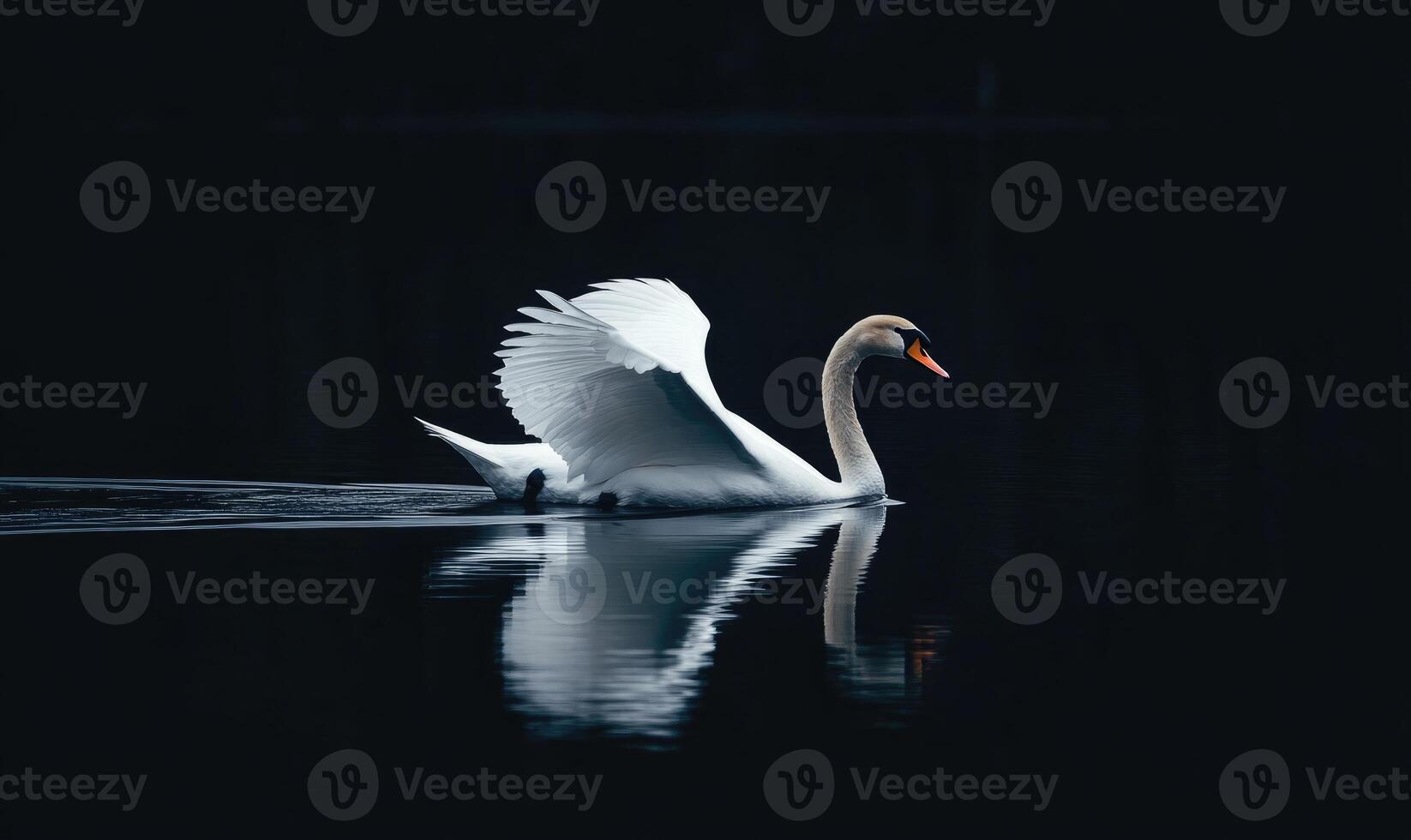 White swan gliding across a dark lake photo