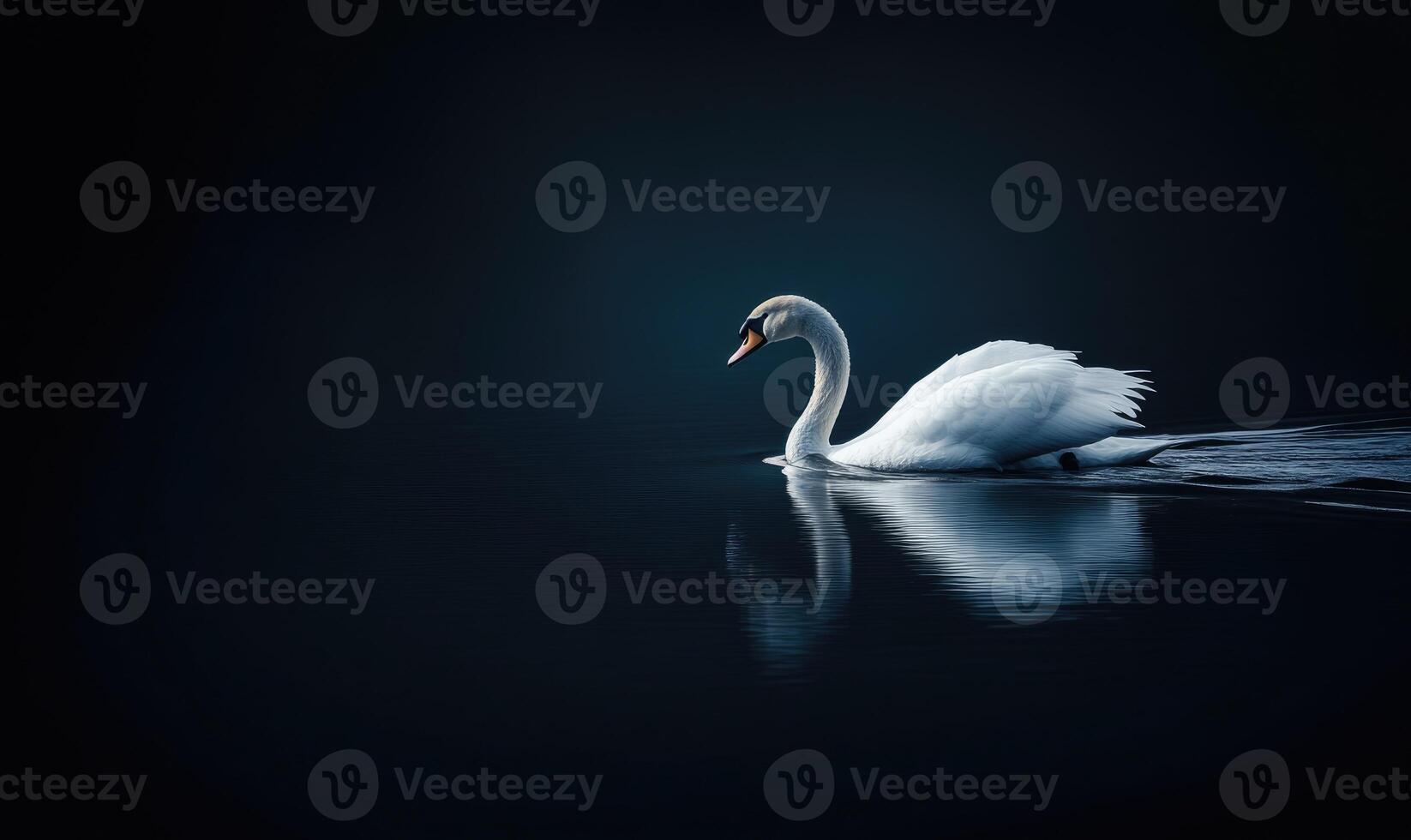 White swan gliding across a dark lake photo