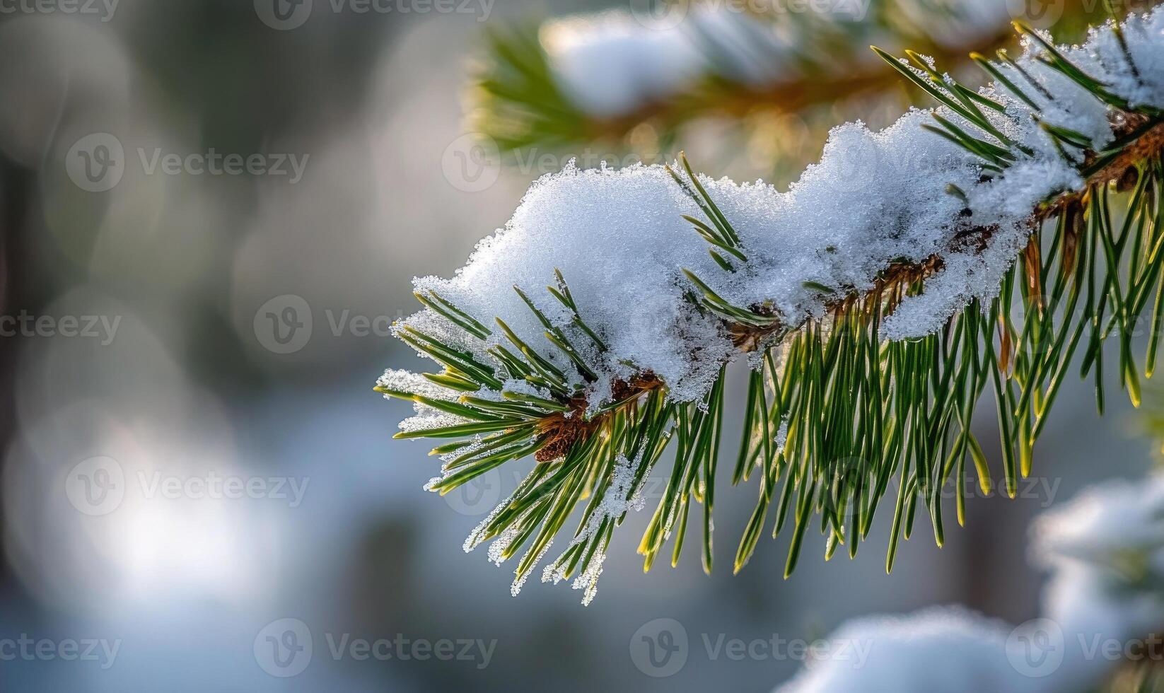 Pine tree close-up, snow clinging, sharp needles photo