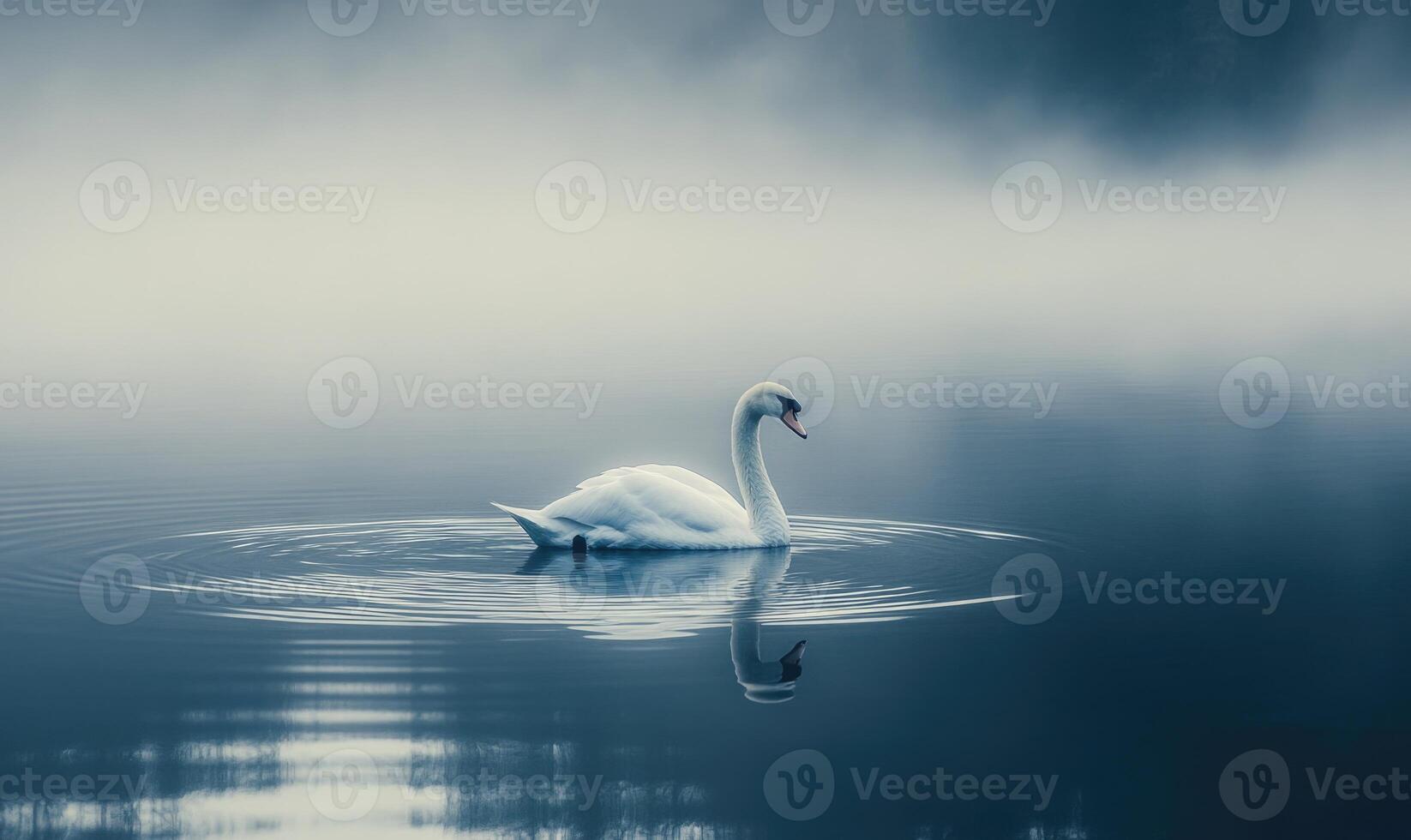 Serene white swan floating on calm water, soft morning light casting golden reflections photo