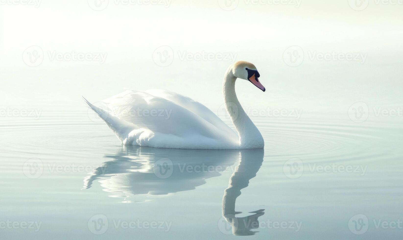 Serene white swan floating on calm water, soft morning light casting golden reflections photo