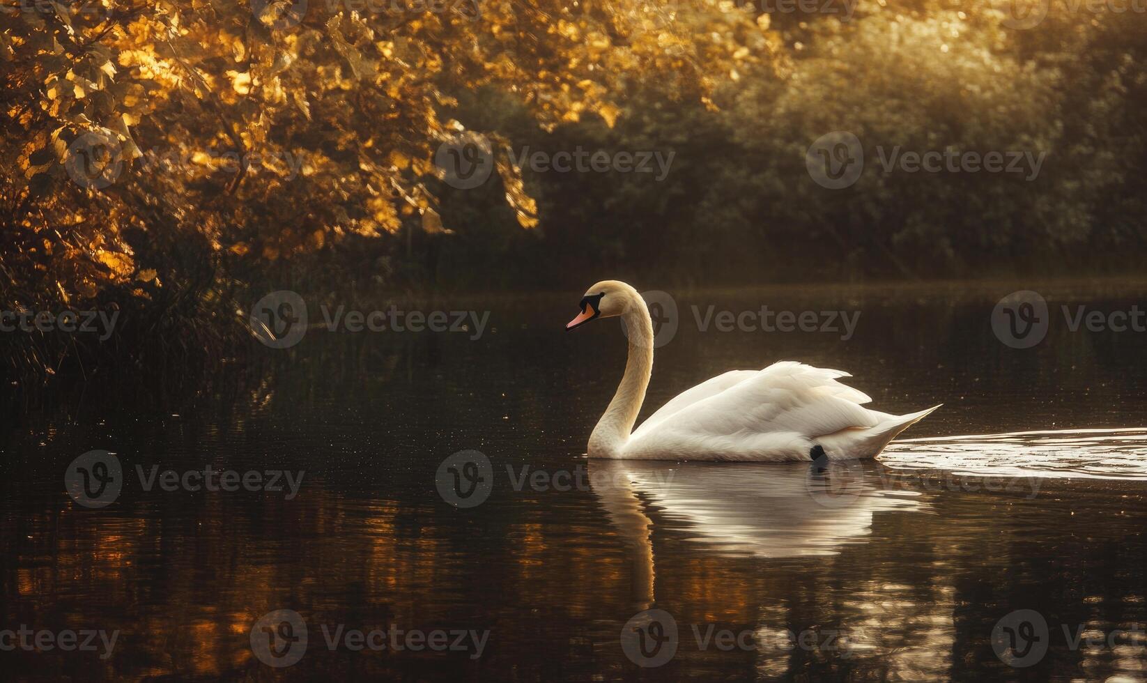 Serene white swan drifting on still water, gentle reflections shimmering in the evening light photo