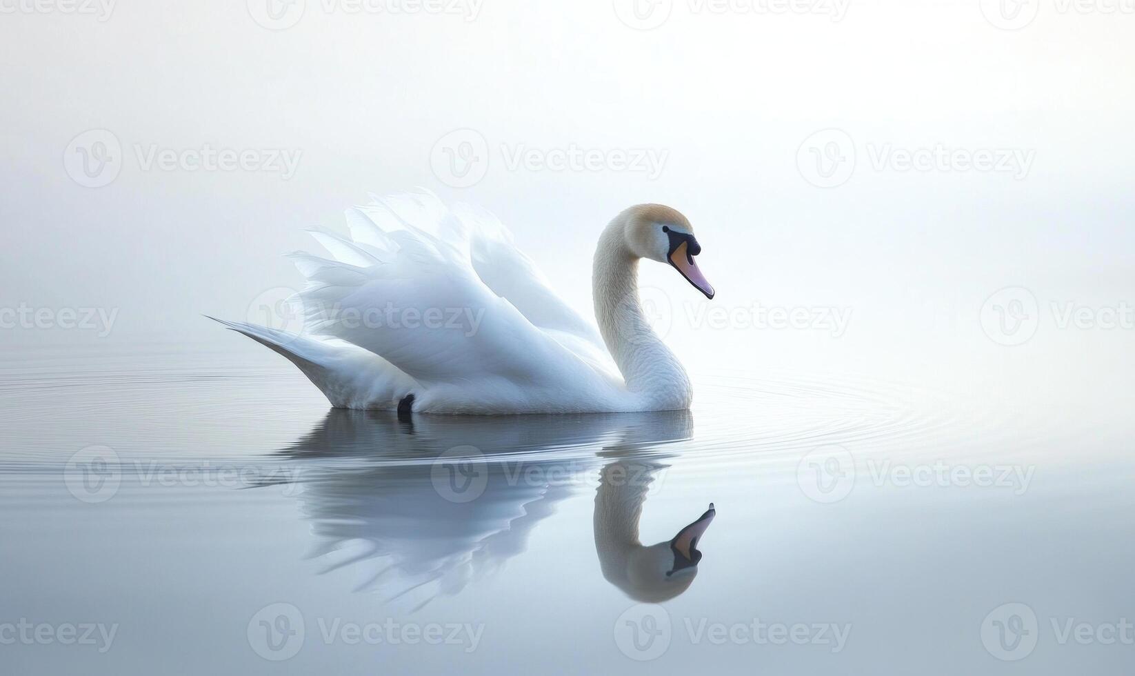 Serene white swan floating on calm water, soft morning light casting golden reflections photo