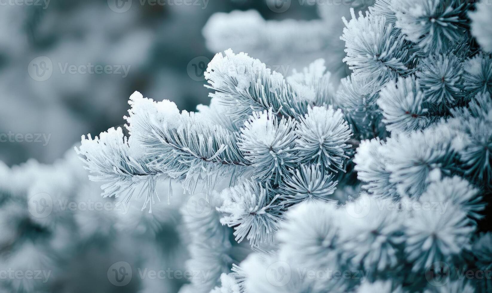 Snow resting on coniferous branches, frosty and cold photo