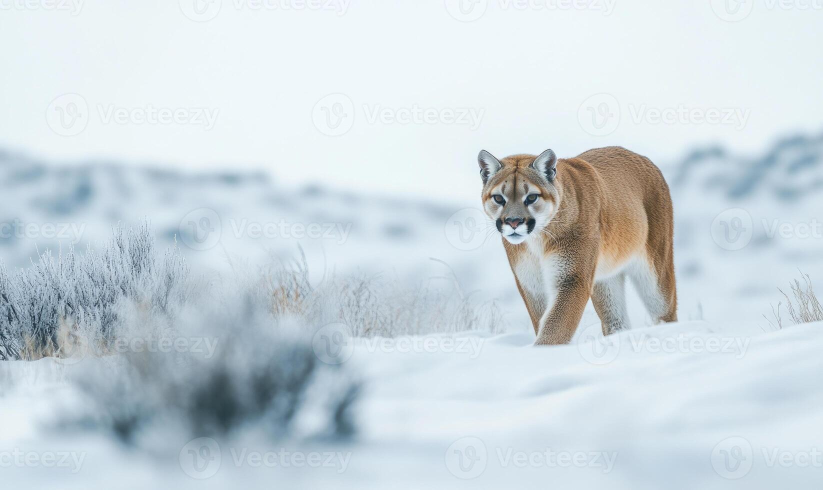 A large brown and white cat is walking through the snow photo