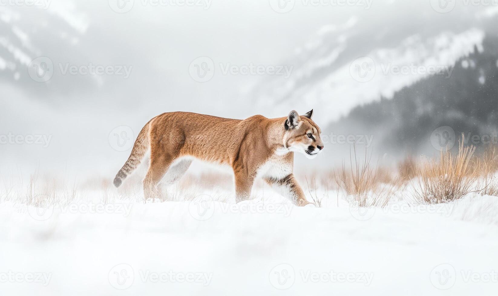 A brown and white cat is walking through the snow photo