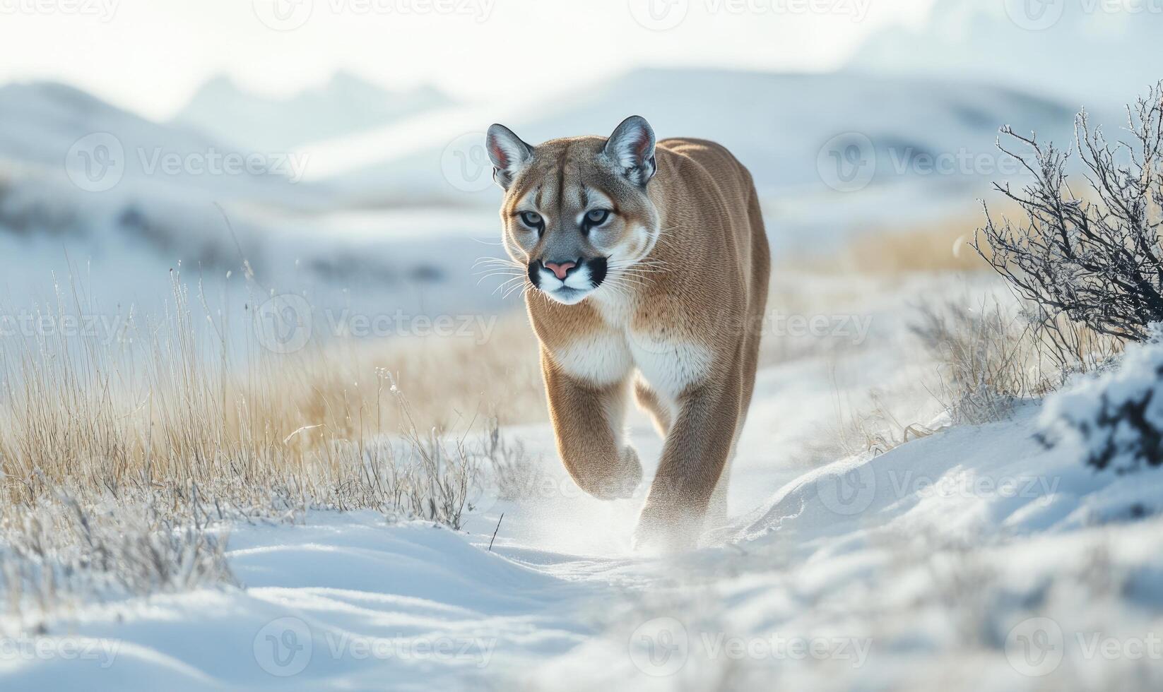 A brown and white cat is walking through the snow photo