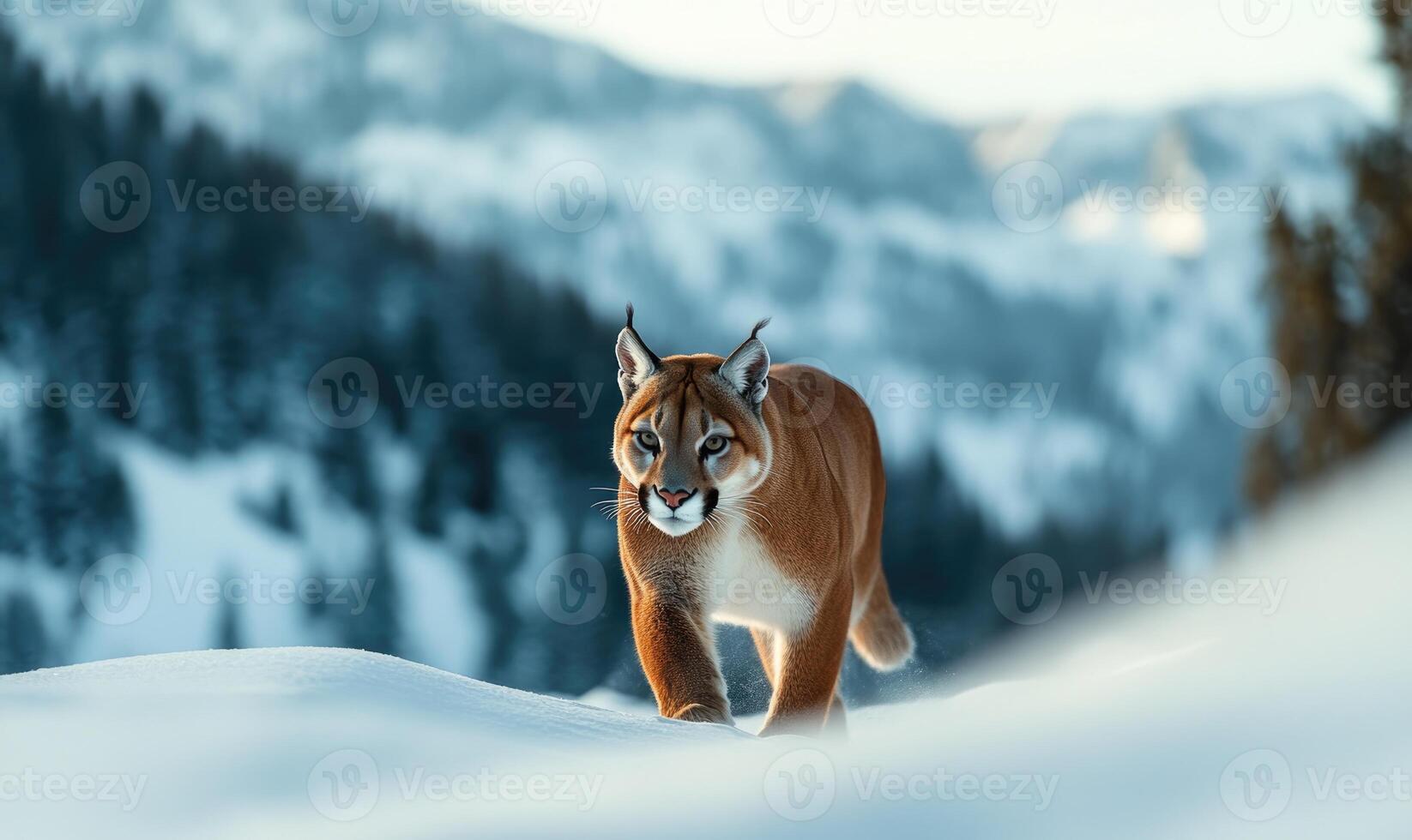 A brown cat is walking through the snow in the mountains photo