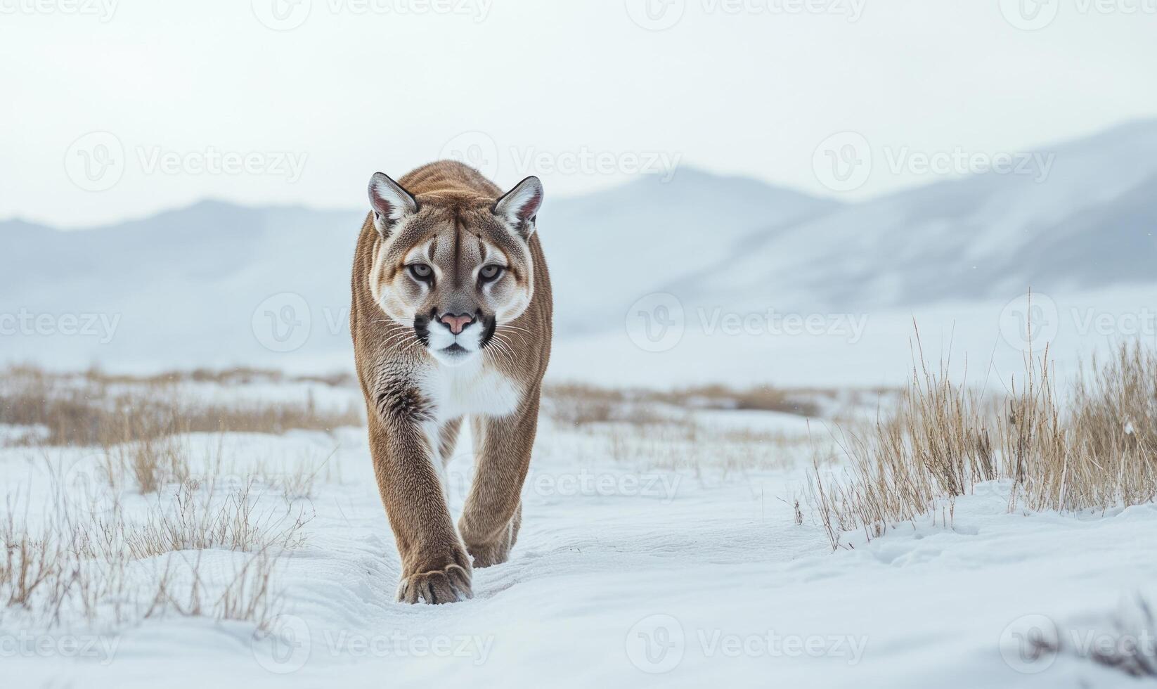A large brown cat is walking through the snow photo