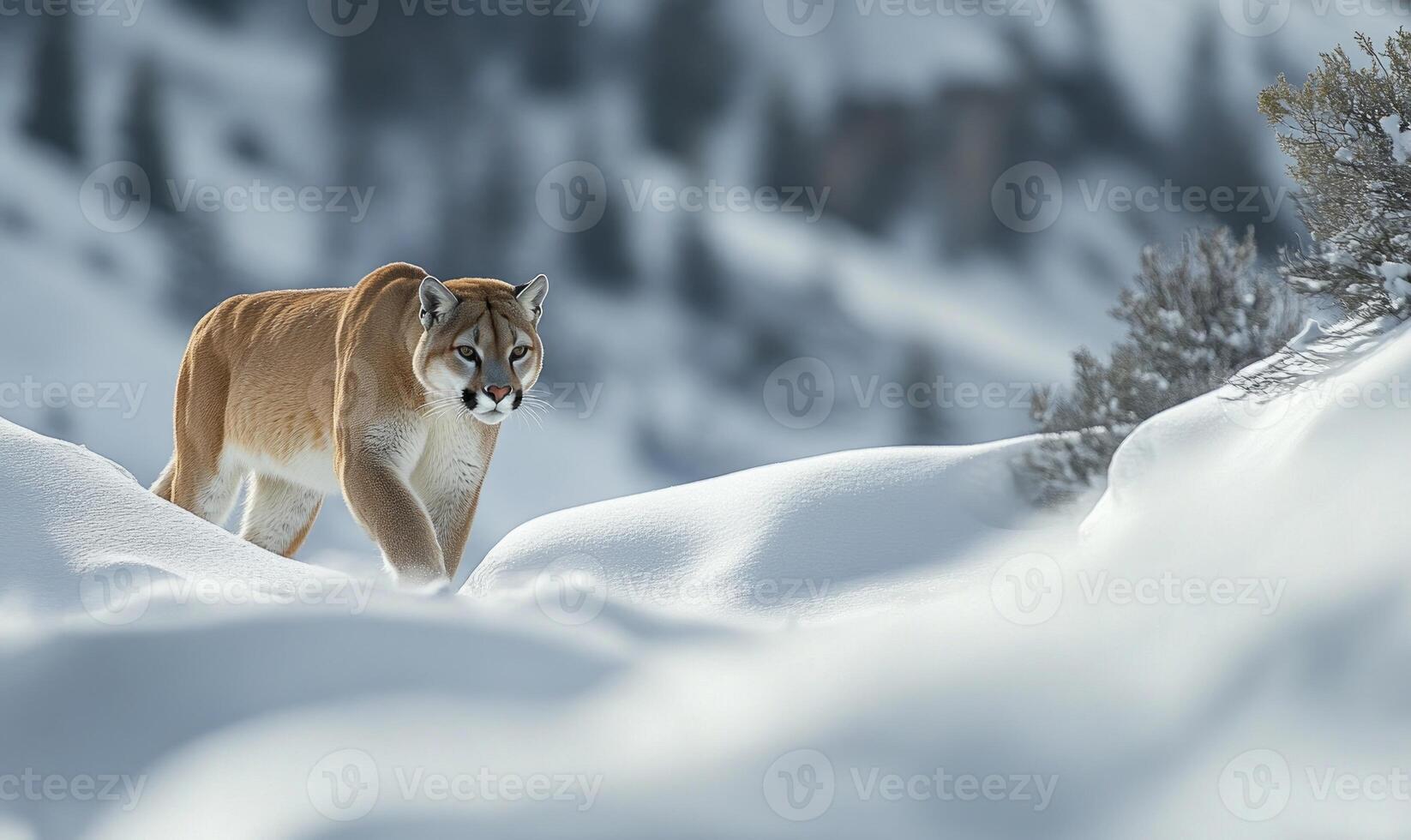 A brown and white cat is walking through the snow photo