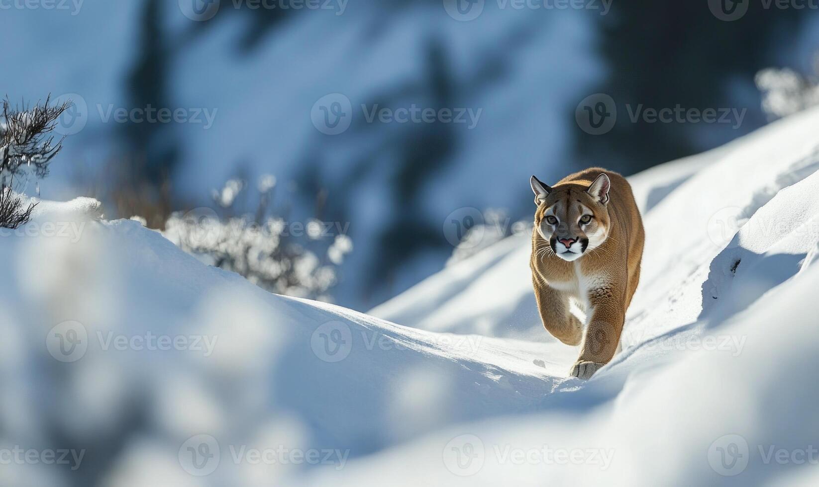 A brown and white cat is walking through the snow photo