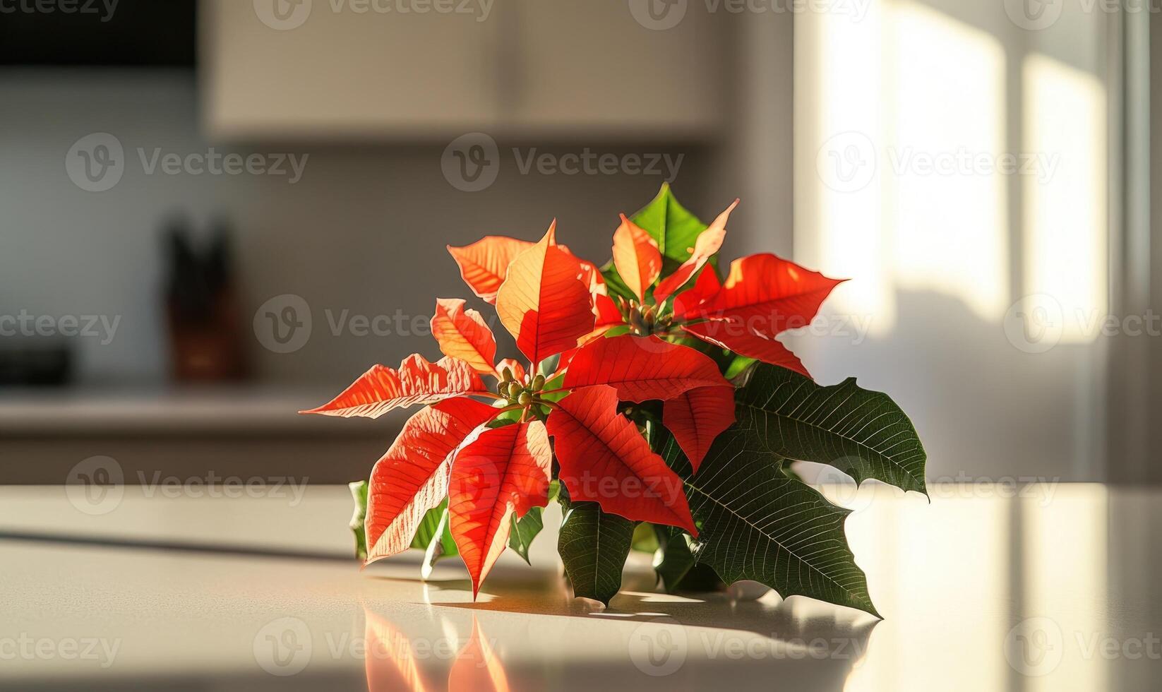 A red flower is on a table photo