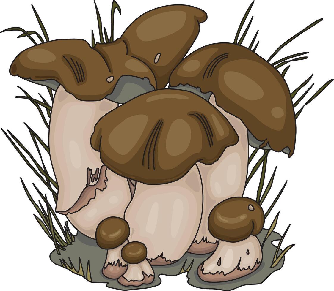 Penny Bun Mushrooms Illustration. Edible mushrooms Boletus Edulis. Cartoon Style on White Background vector