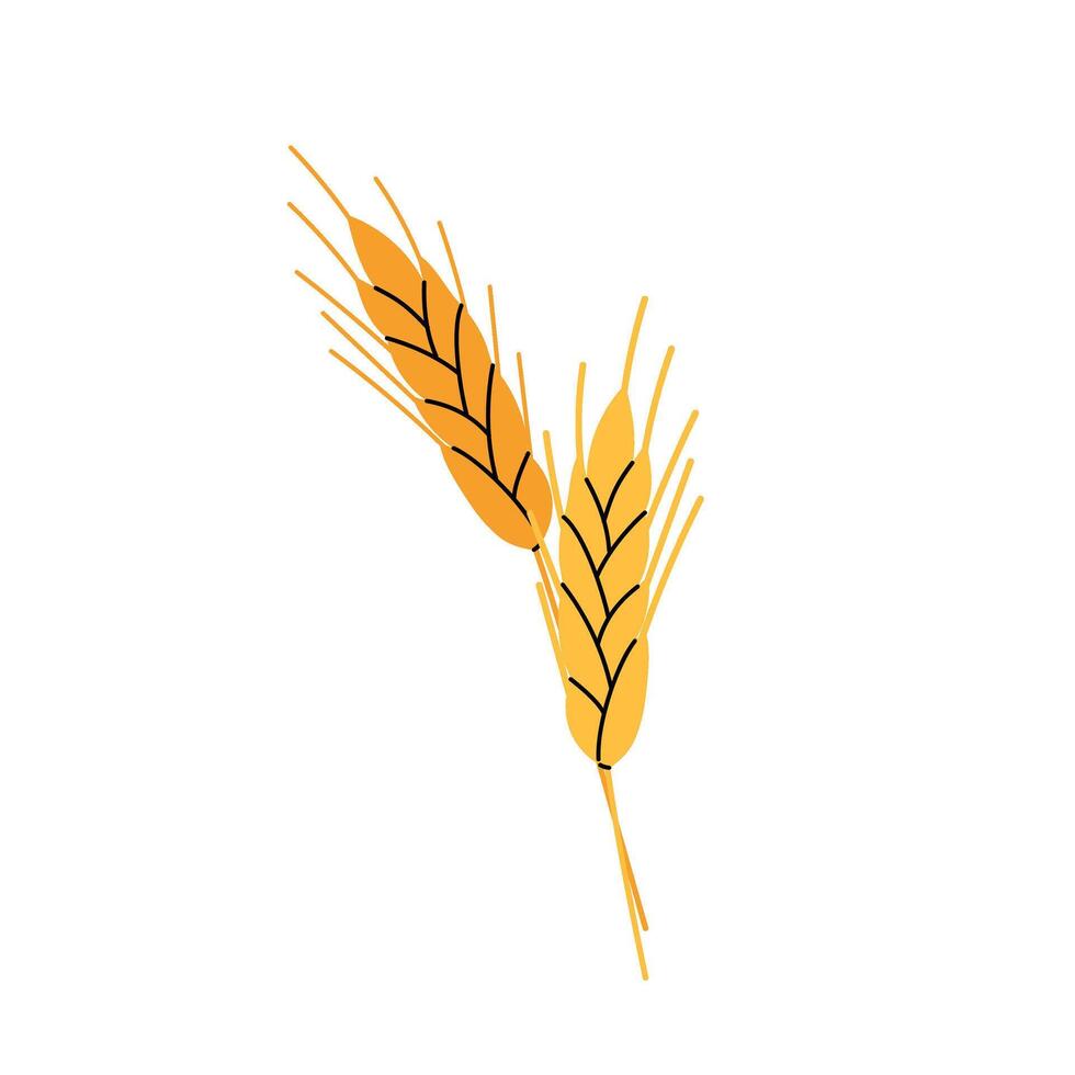 Spikelets of wheat. Spike. Wheat, autumn harvest and flour food, farm agriculture. Golden spike of wheat in flat style on white background. vector