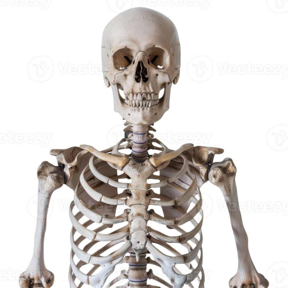 Human Skeleton On Isolated Background, Anatomical Structure png