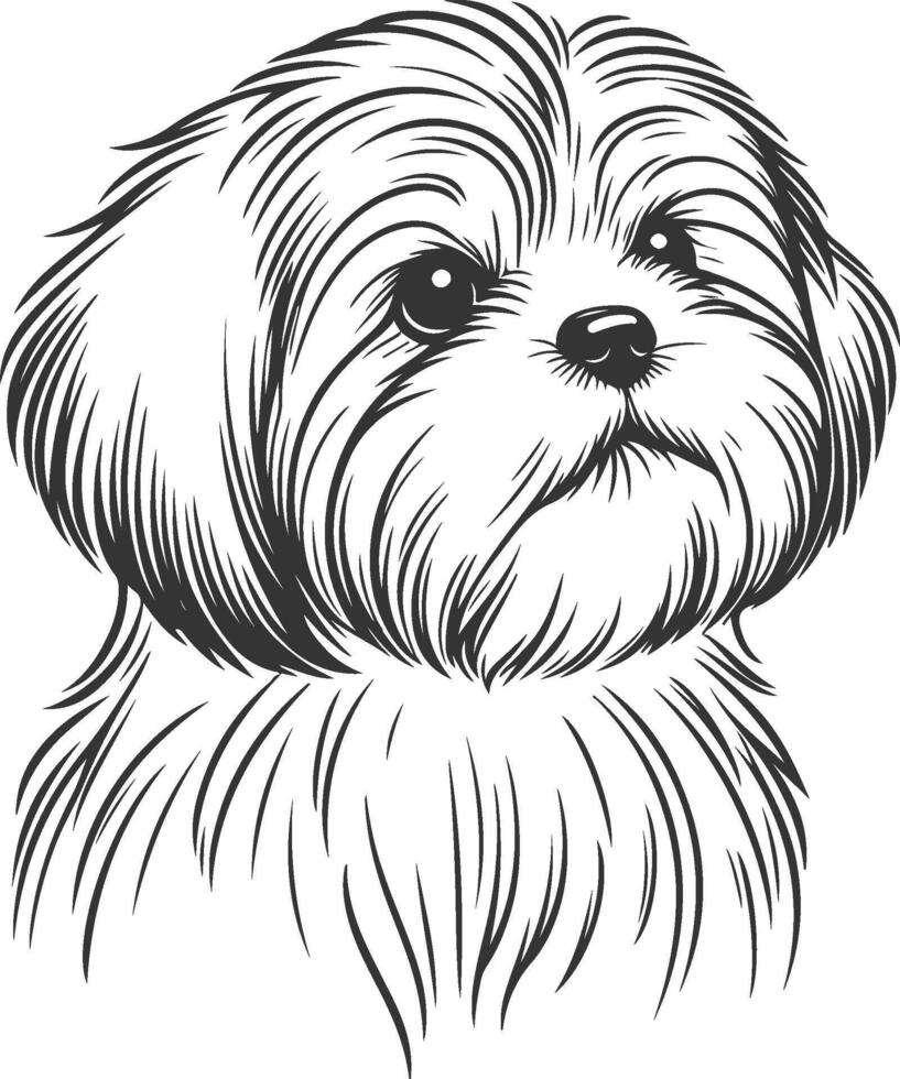 Shih tzu dog illustration vector
